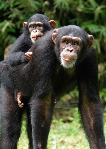 Chimpanzee