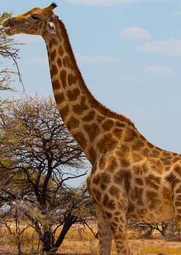 Giraffe