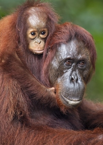 Orangutan