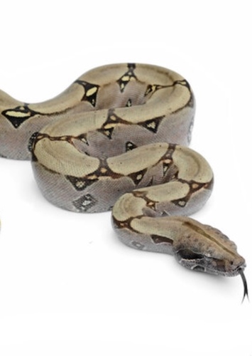 Boa Constrictor