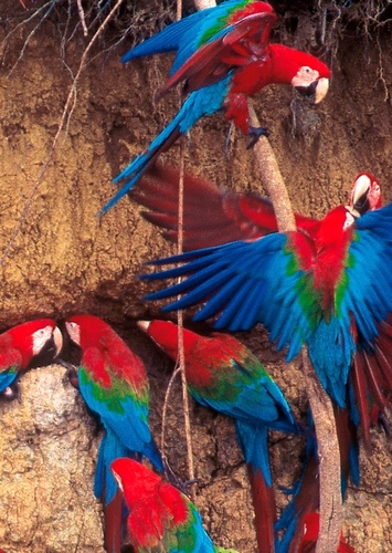 Macaw
