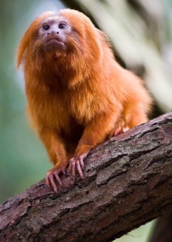 Golden Lion Tamarin