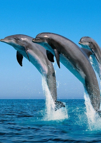 Dolphin