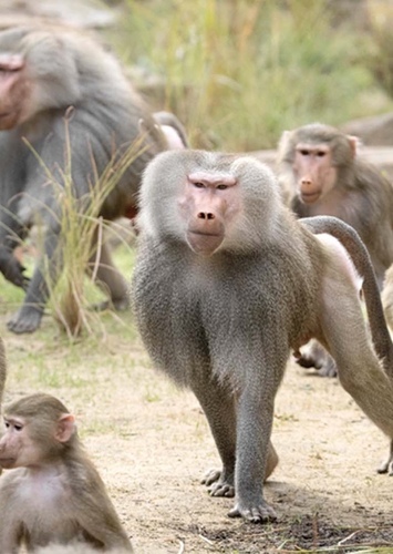 Baboon