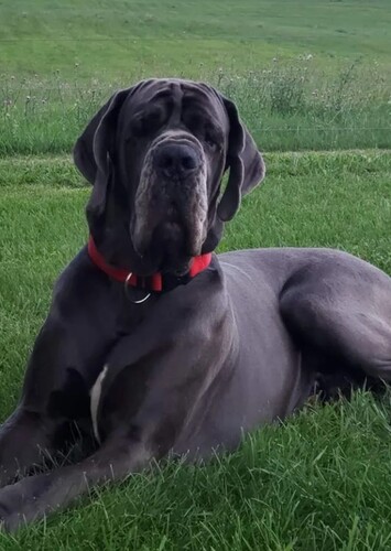 A Blue Great Dane Adoption