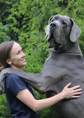 A Giant Heart, A Loyal Soul
