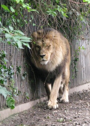 Aalborg Zoo
