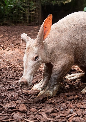 Aardvark