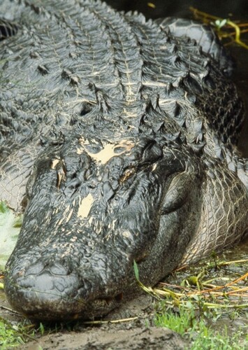 Aaron the American Alligator