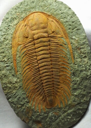 Acadoparadoxides