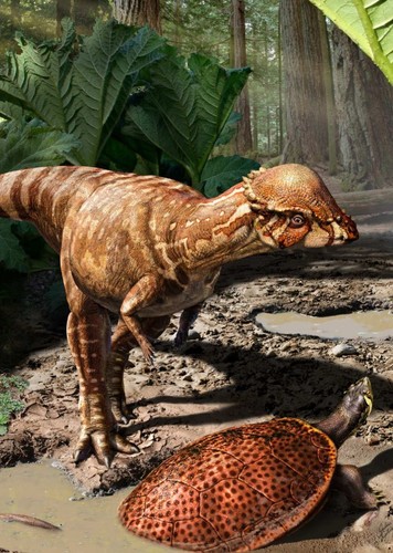 Acrotholus