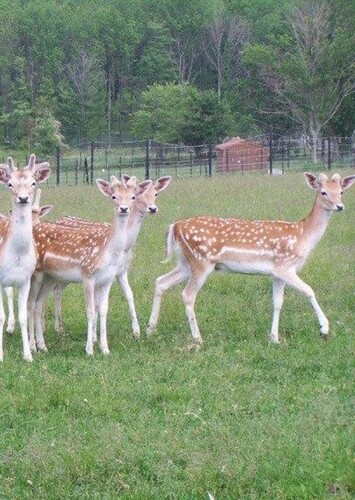 Action Wildlife