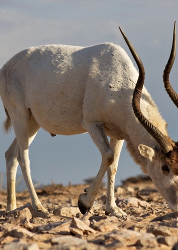 Addax