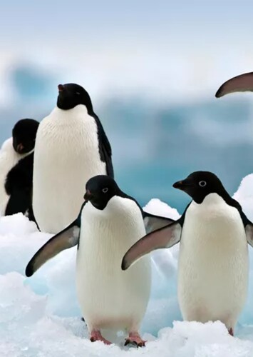 Adelie Penguin