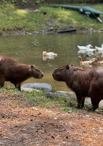 Adirondack Animal Land