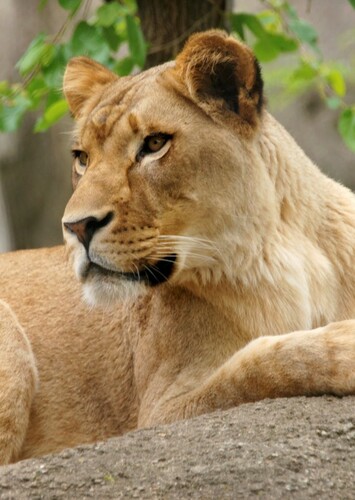 Adult Kiara