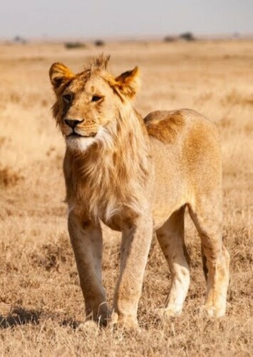 Adult Kovu