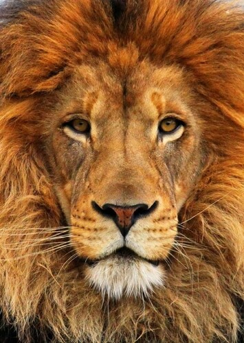 Adult Mufasa