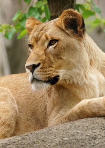 Adult Nala