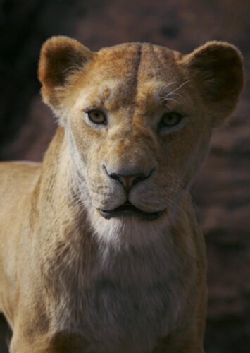 Adult Sarabi