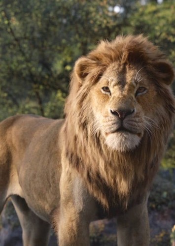 Adult Simba