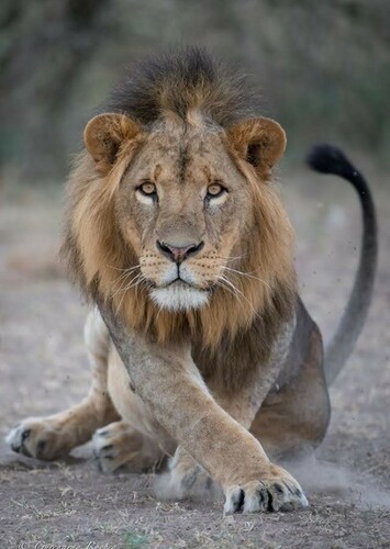Adult Simba