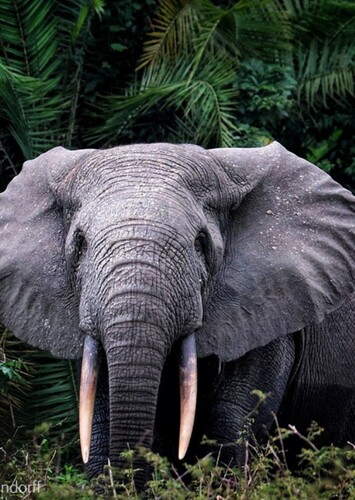 Adult Tantor