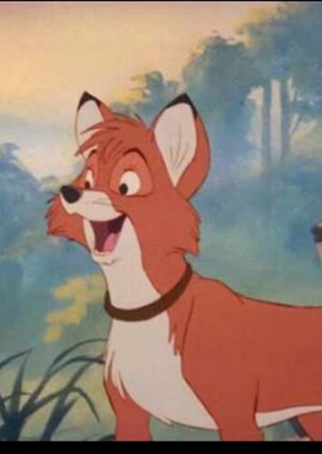 Adult Tod