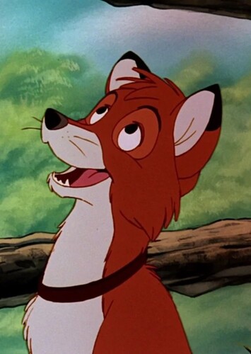 Adult Tod