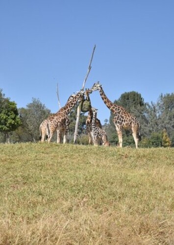 Africam Safari