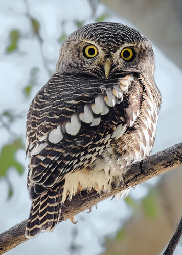 African Barred Owlet