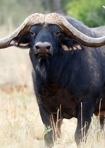 African Buffalo