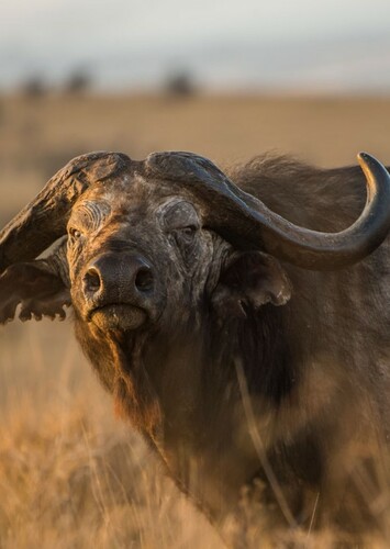 African Buffalo