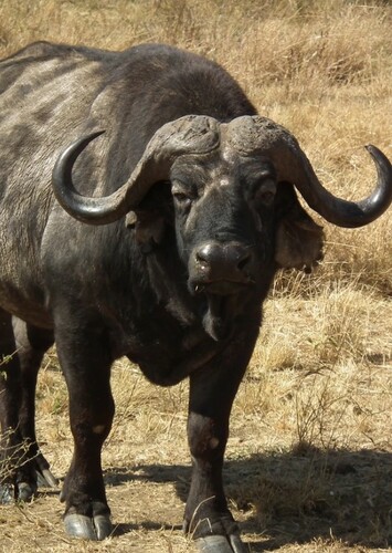 African Buffalo