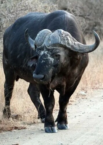 African Buffalo