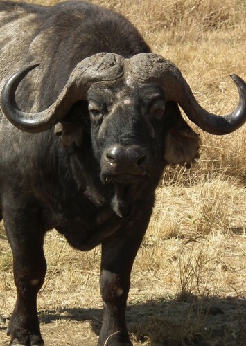 African Buffalo