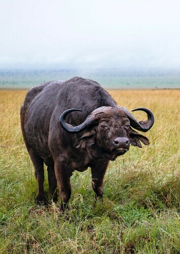 African Buffalo