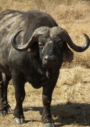 African Buffalo