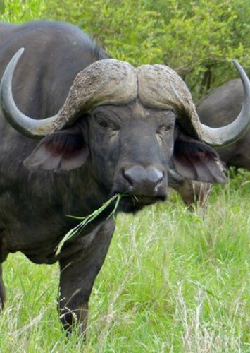 African Buffalo