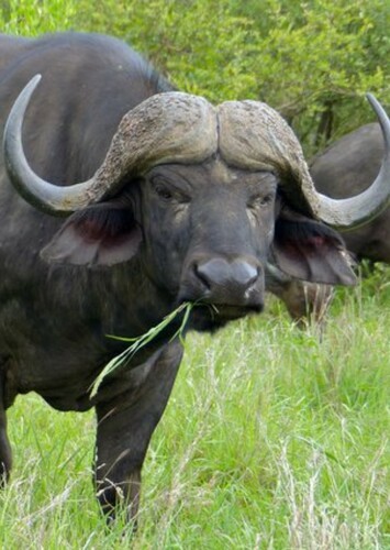 African Buffalo