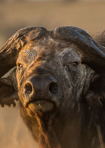 African Buffalo