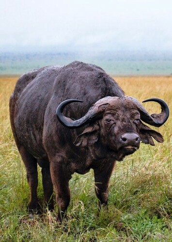 African Buffalo