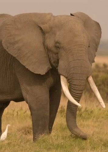 African bush elephant