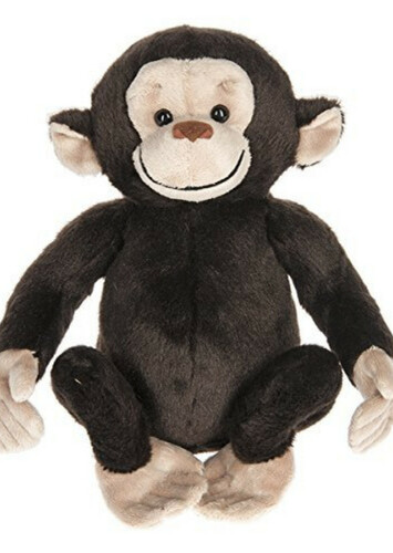 African Chimpanzee
