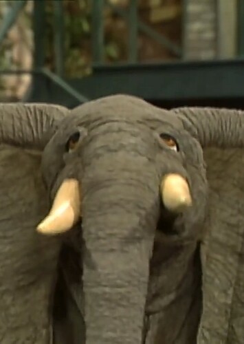 African Elephant