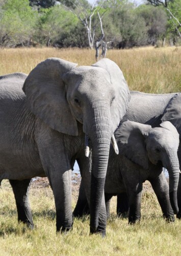 African Elephant