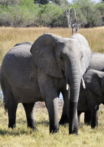 African Elephant