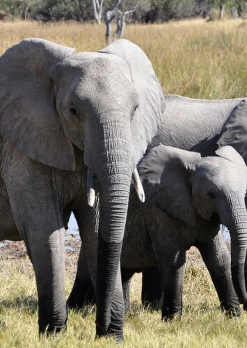 African Elephant