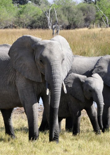 African Elephant