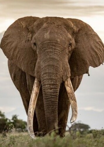 African Elephant